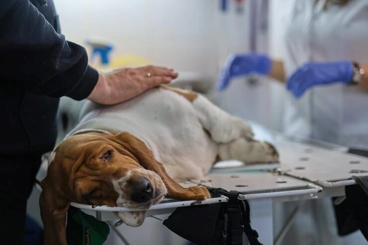 Endoscopia para cachorro