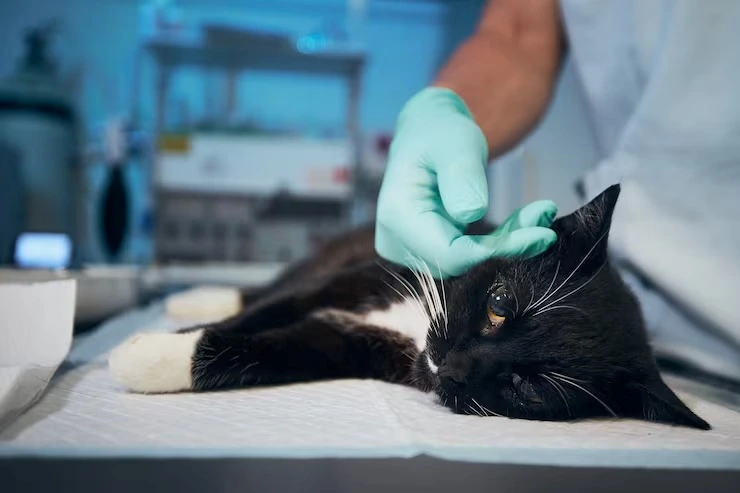 Endoscopia em gato