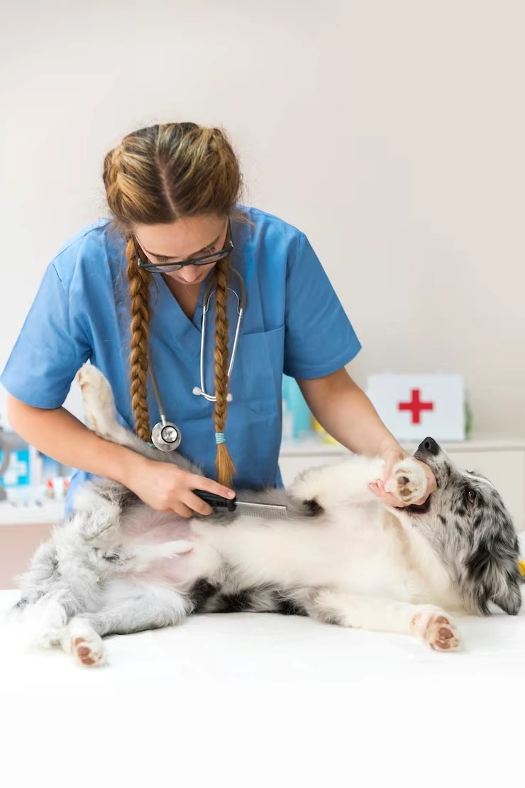 Socorro veterinário 24h