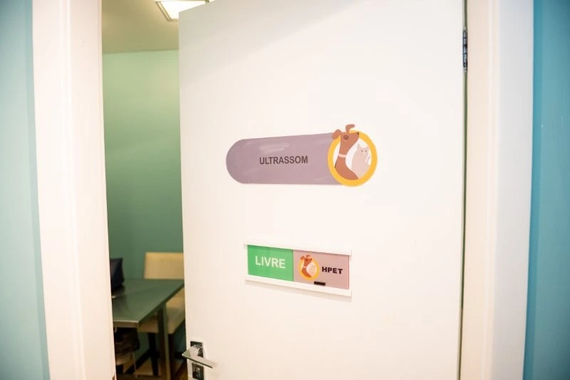 Ultrassom gato